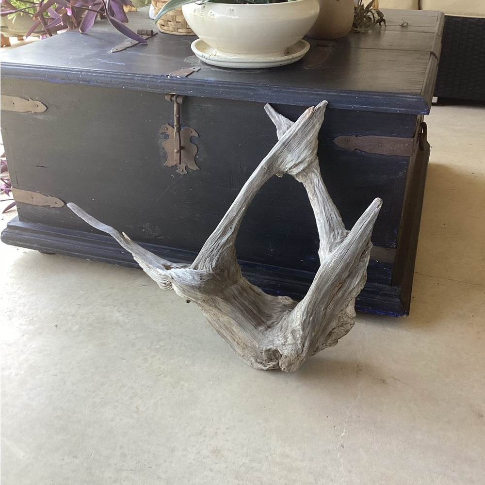 Real Wood, One-Piece Tree Root - Picture 4 of 11